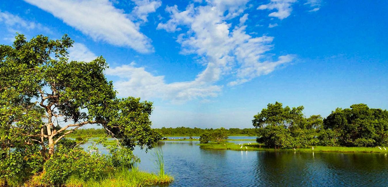 Kalametiya Bird Safari