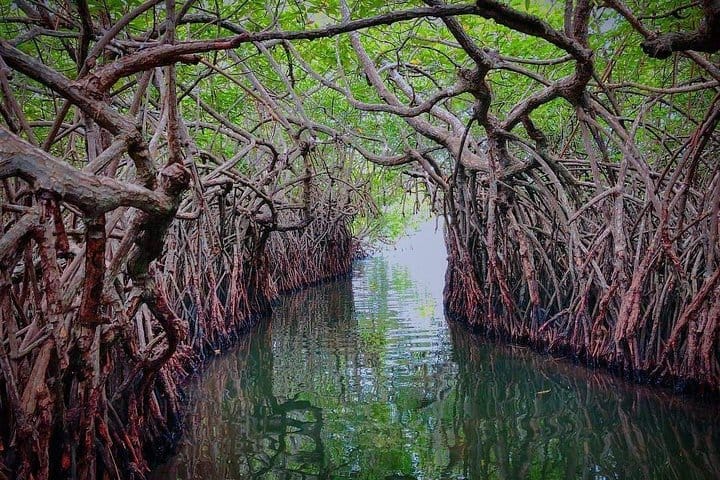 Madu River