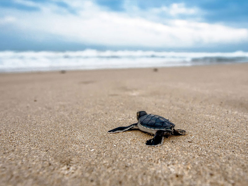 Rekawa Turtle Beach — view 2
