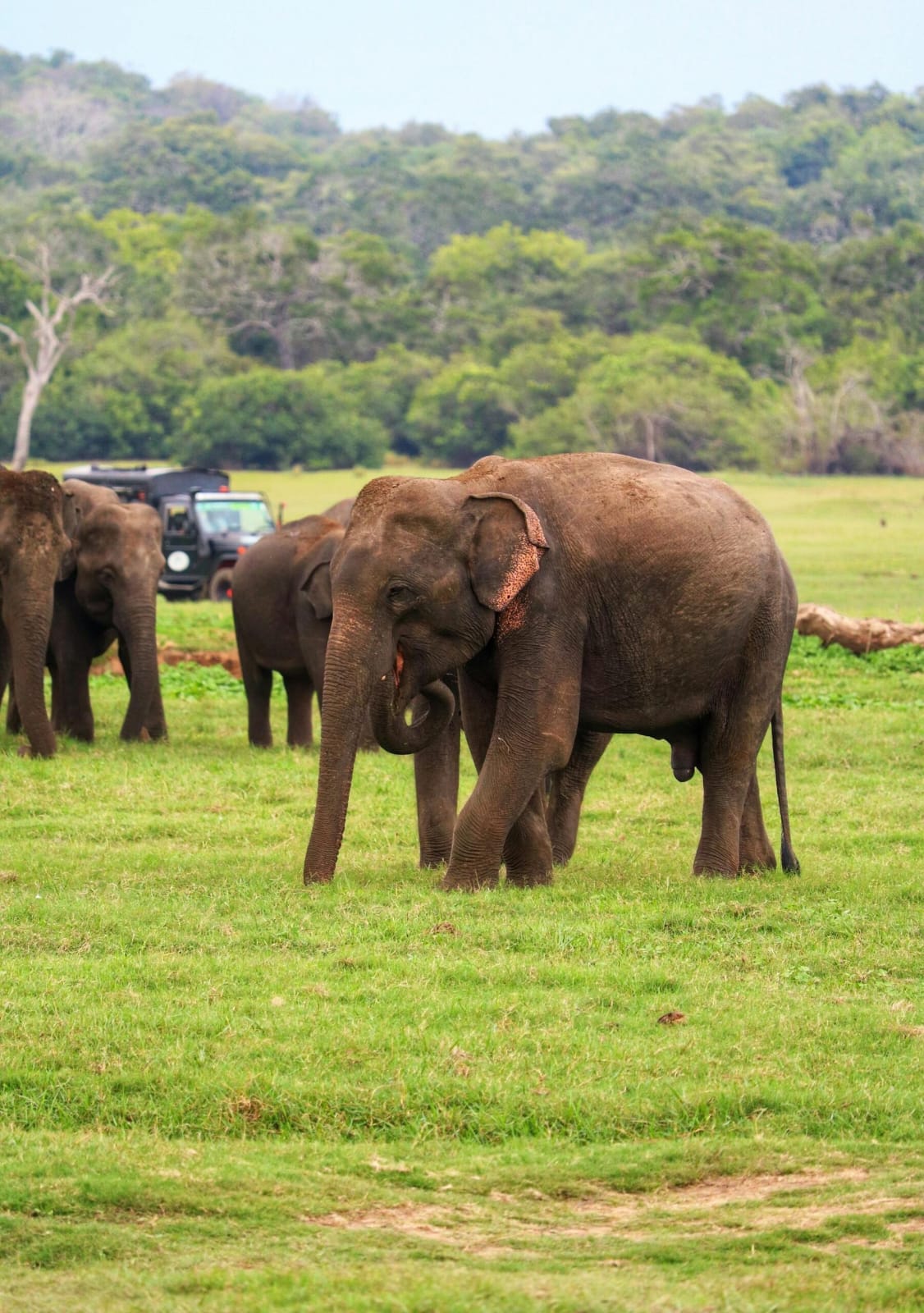 Ridiyagama Safari Park