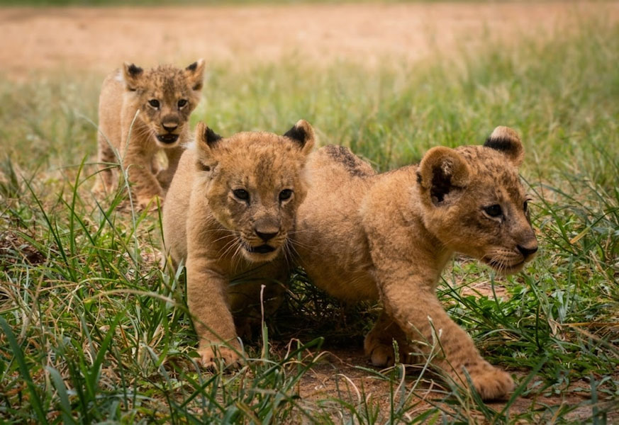 Ridiyagama Safari Park — view 2