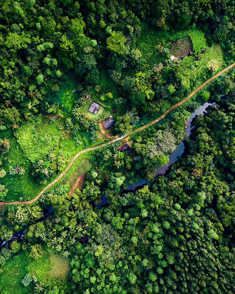Sinharaja Rainforest