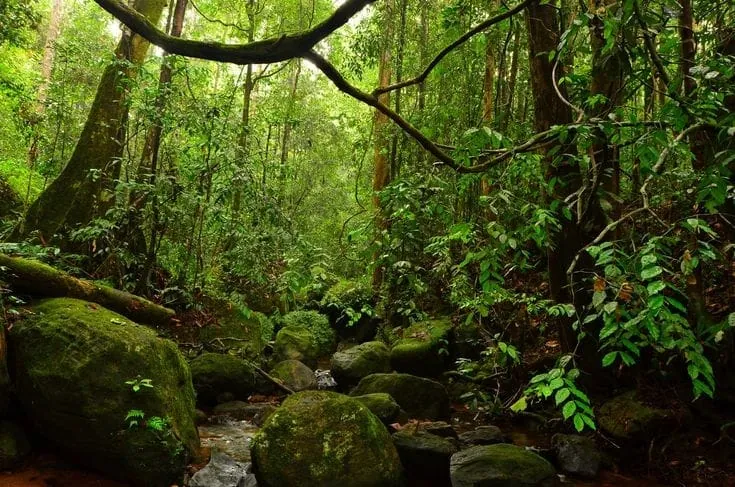 Sinharaja Rainforest — view 2