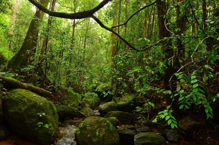 Sinharaja Rainforest — view 2