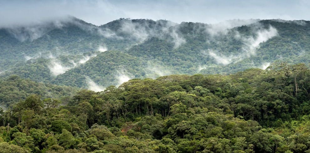 Sinharaja Rainforest — view 3