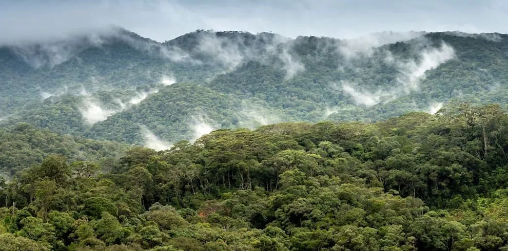 Sinharaja Rainforest — view 3