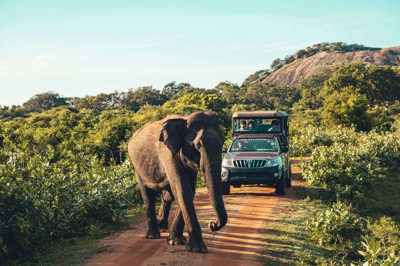 Scrub and waterholes in Yala National Park at first light