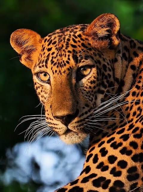 Yala National Park — view 3